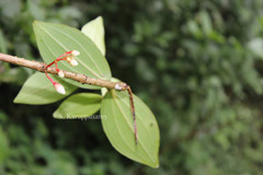 Medinilla malabarica